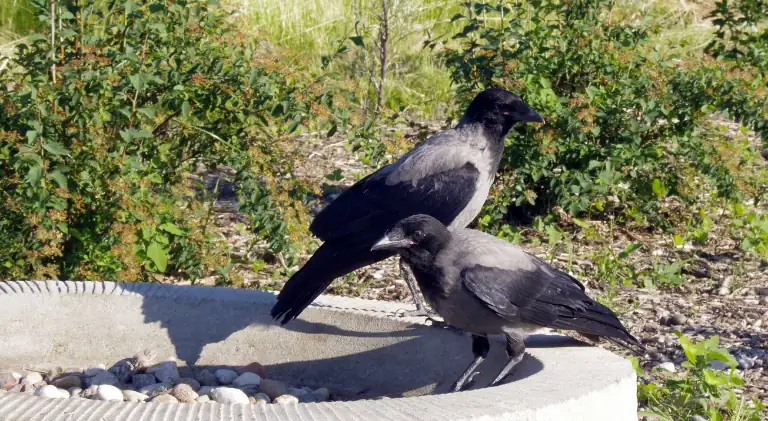 crows coming to birdbath
