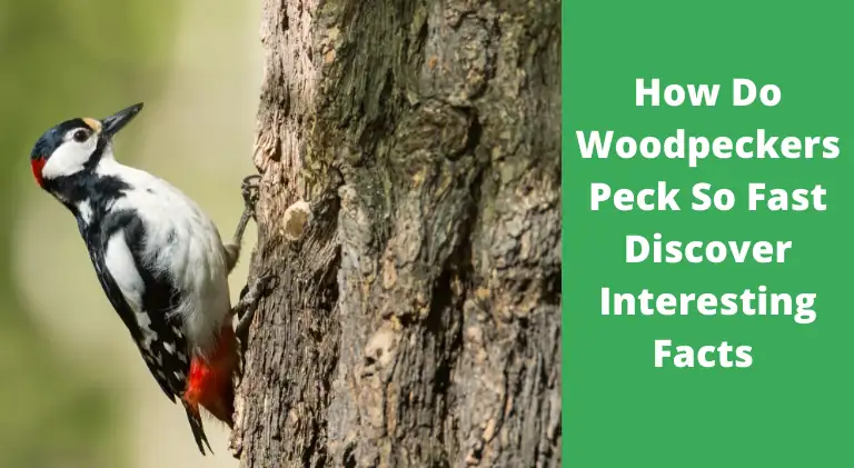 How Do Woodpeckers Peck So Fast? (Woodpecking Explained)