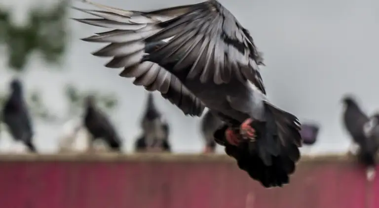 pigeon flying in upward direction