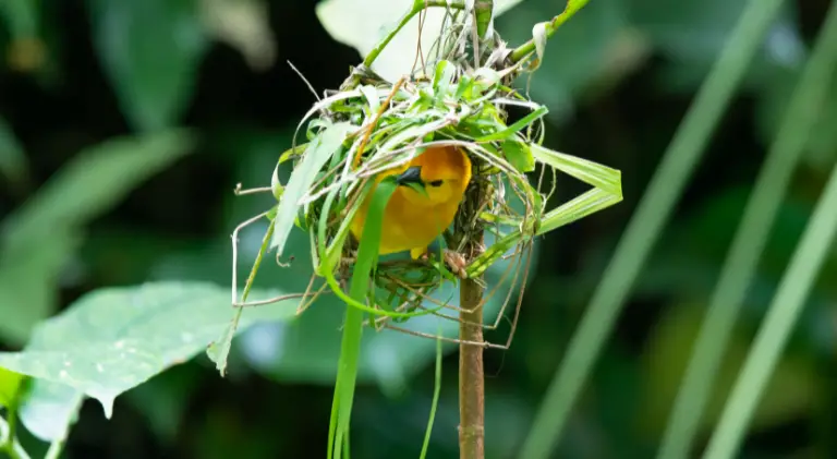 A male bird building its nest
