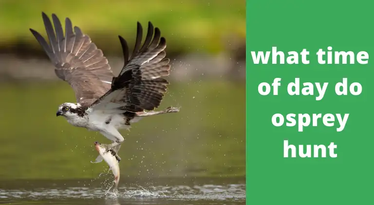 What Time of Day Do Osprey Hunt?