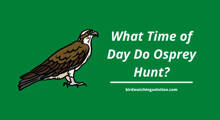 what time of day do osprey hunt