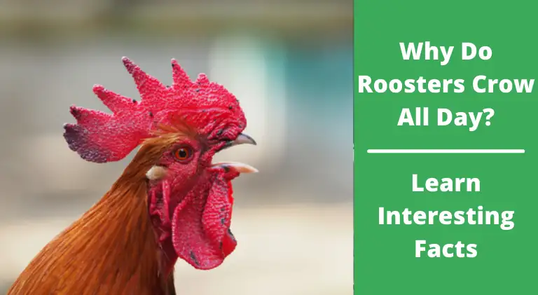 Why Do Roosters Crow All Day? – [Discover Facts]