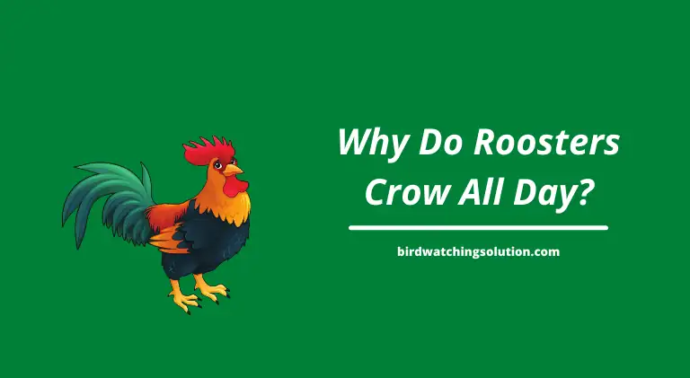 why do roosters crow all day