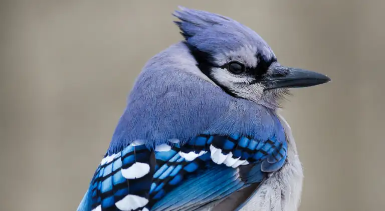 A cute blue jay sitting and searching for food