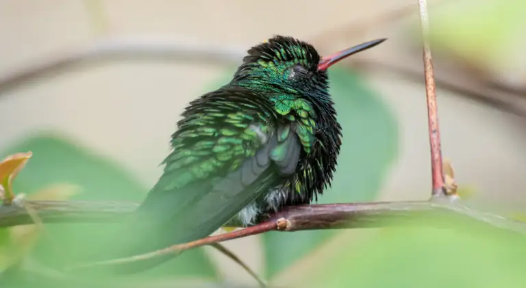 A fluffy hummingbird
