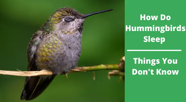 How Do Hummingbirds Sleep - Things You Don't Know
