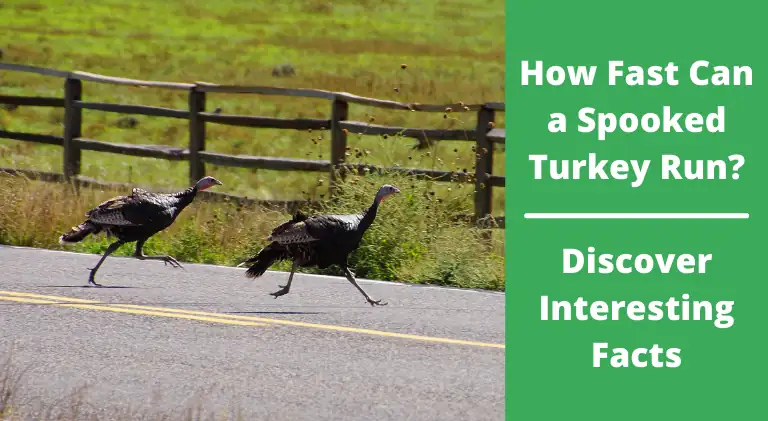 How Fast Can a Spooked Turkey Run?
