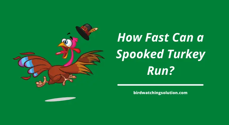How Fast Can a Spooked Turkey Run_