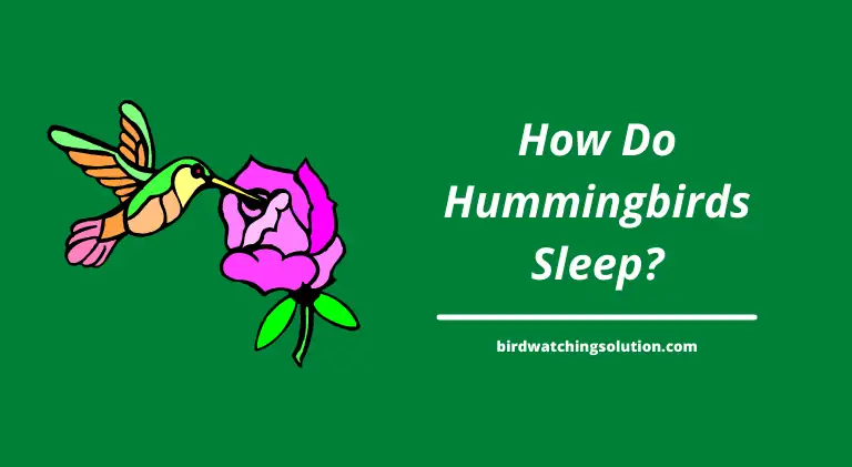 How do hummingbird sleep