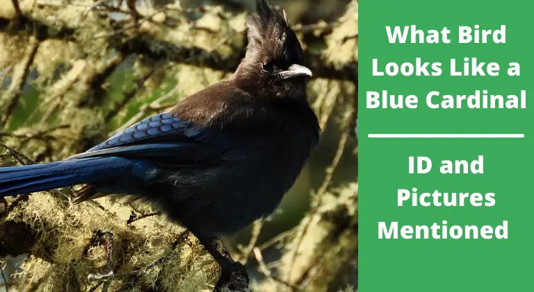What Bird Looks Like a Blue Cardinal