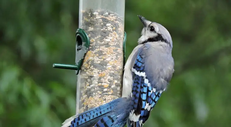 blue jay eating bird seeds from the feeder