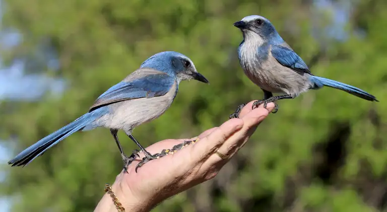 hand feeding birds from the hand