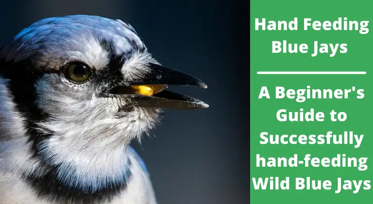 Hand Feeding Blue Jays: A Beginner’s Guide