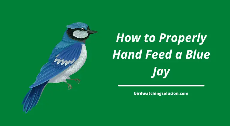 hand feeding blue jays