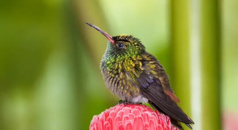 hummingbird sitting on a flower