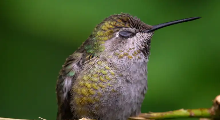 hummingbird sleeping while sitting
