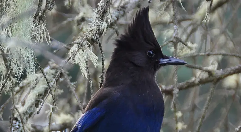 stellar's jay shares close resemblance with cardinals