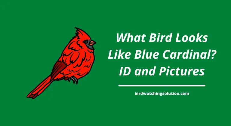 What Bird Looks Like a Blue Cardinal
