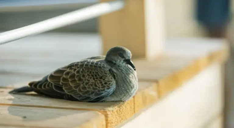 A beautiful bird sleeping on the porch
