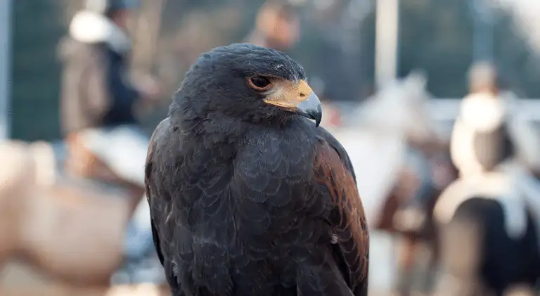 A trained falcon sitting on the wrist