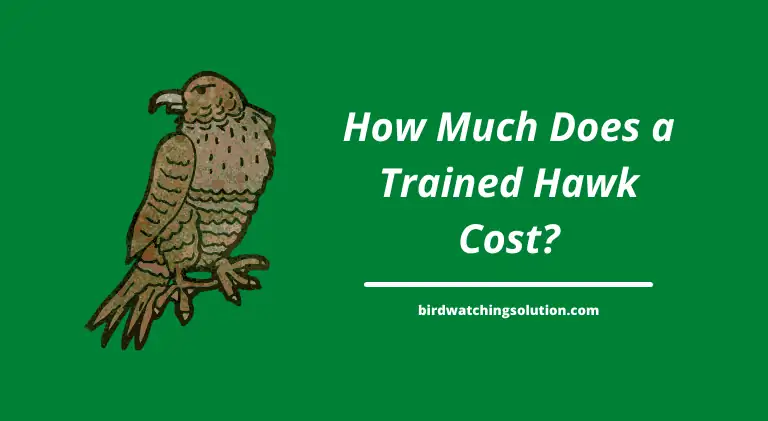 How Much Does a Trained Hawk Cost