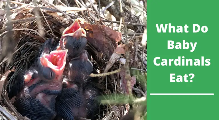 What Do Baby Cardinals Eat