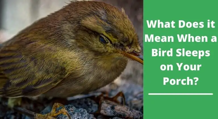 What Does it Mean When a Bird Sleeps on Your Porch?
