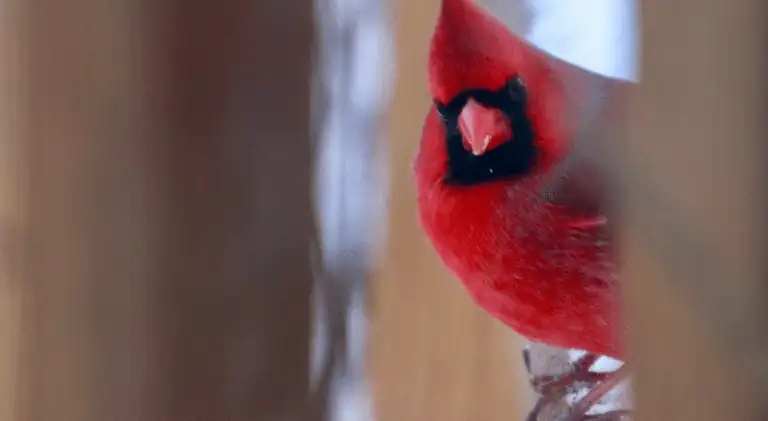 a mature cardinal bird sitting on the window