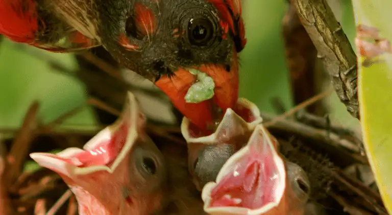 a mother cardinal feeding her babies