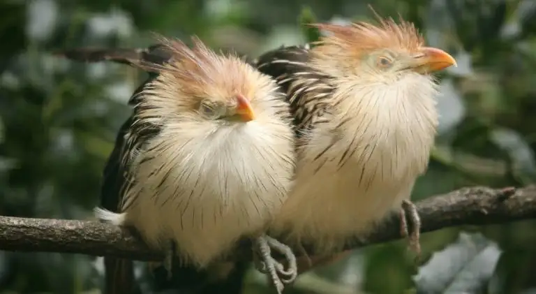 two lovely birds sleeping peacefully