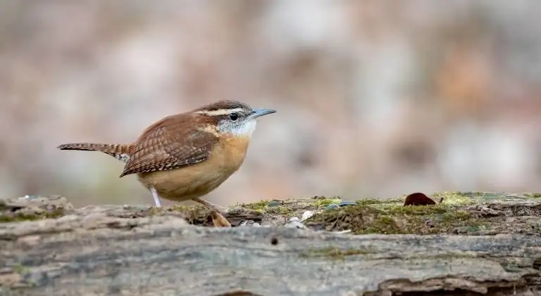 A hungry wren actively searching for food