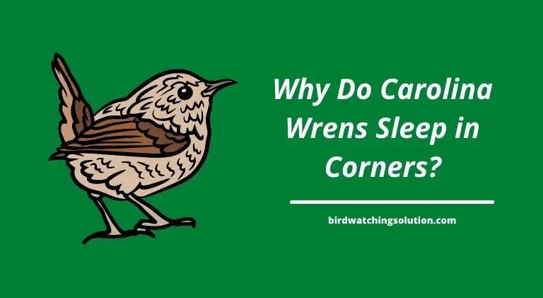 Why Do Carolina Wrens Sleep in Corners