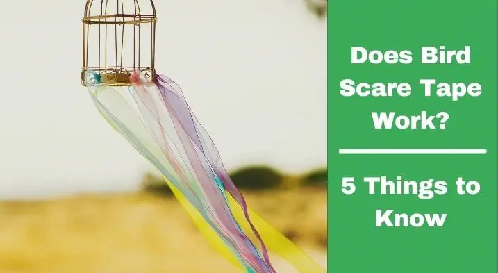Does Bird Scare Tape Work? (5 Things To Know)