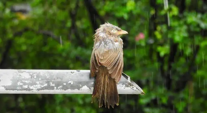A house sparrow trying to sleep while it is raining