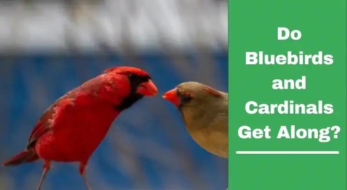 Do Bluebirds and Cardinals Get Along