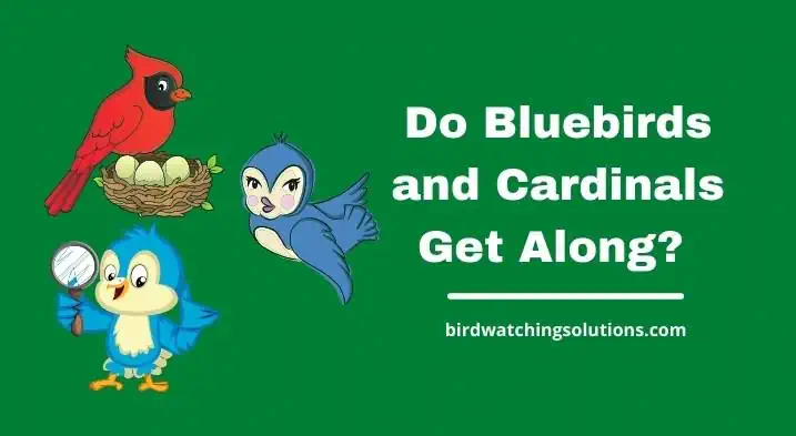 Do Bluebirds and Cardinals Get Along (Interesting Facts)