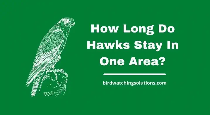 How Long Do Hawks Stay In One Area