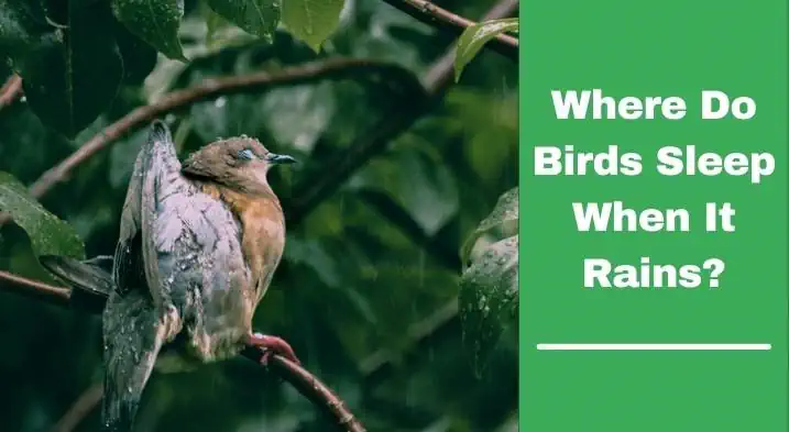 Where Do Birds Sleep When It Rains?