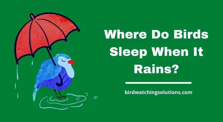 Where Do Birds Sleep When It Rains