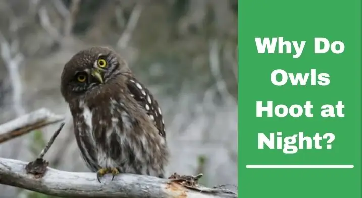Why Do Owls Hoot at Night 1