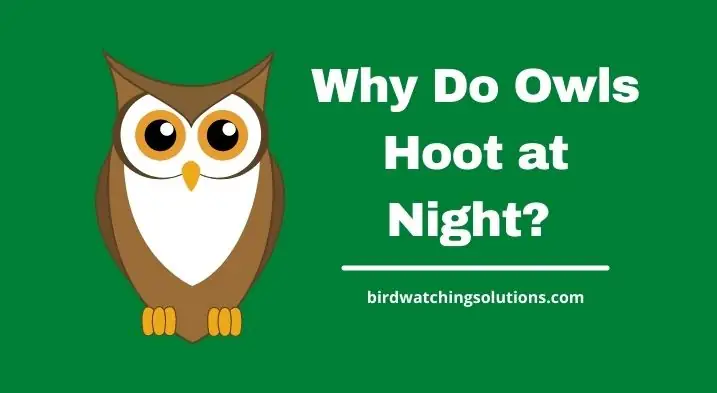 Why Do Owls Hoot at Night
