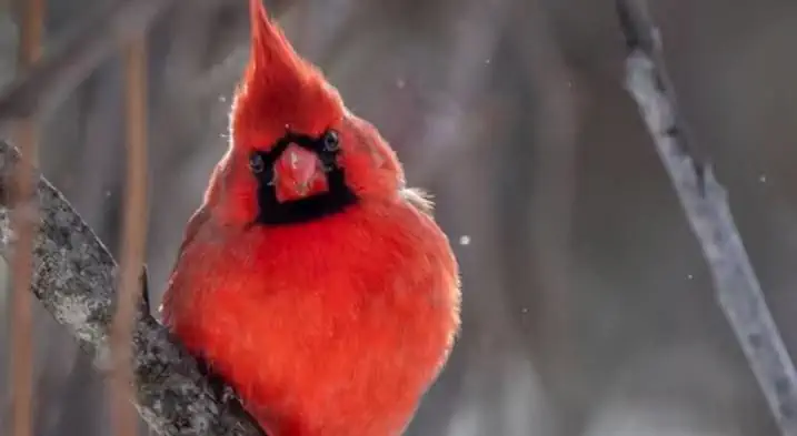 a beautiful cardinal look anxiously