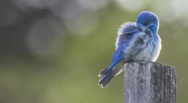 a cute bluebird sitting on a stump
