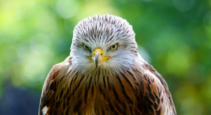 an angry hawk looking something curiously