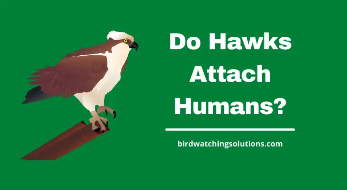 do hawks attack humans?