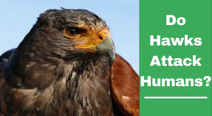 do hawks attack humans?