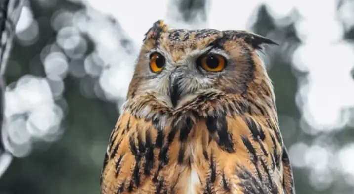 great horn owl