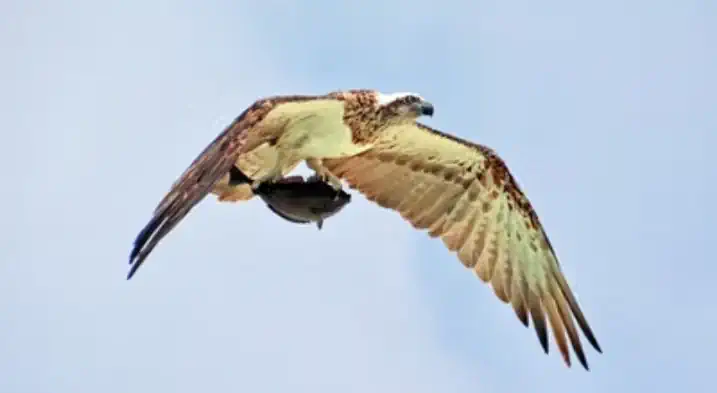 A hawk carrying its prey
