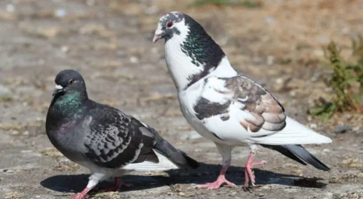 Male Pigeon attracting the female